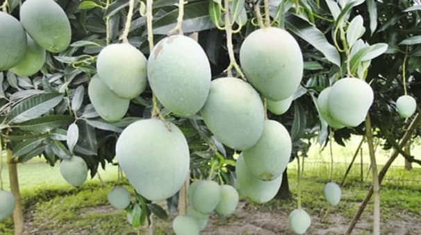 Mango