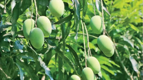 আম