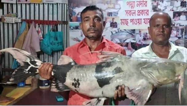 ৪৭ হাজার টাকায় বিক্রি হলো বিশাল ওজনের বাঘাইড়টি