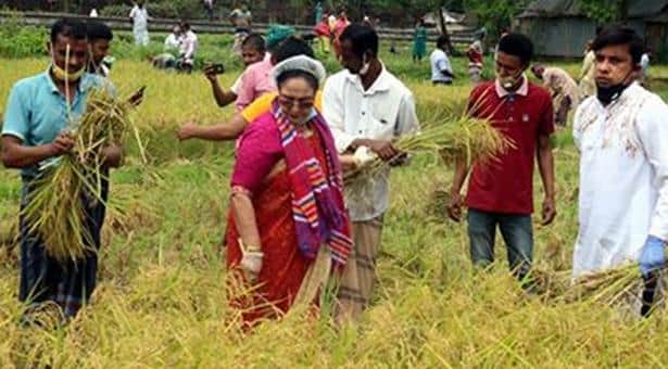কৃষকের ধান কেটে দিলেন নারী এমপি হোসনে আরা