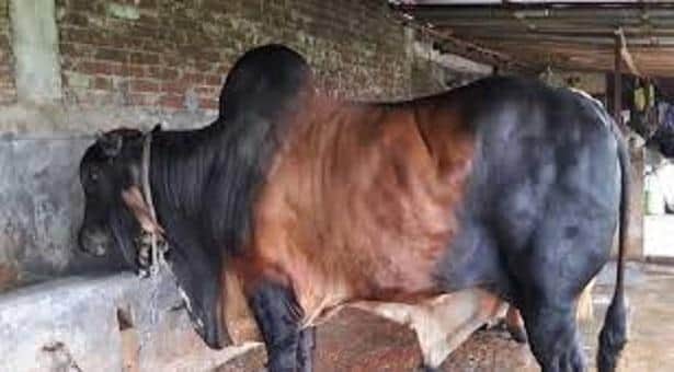 বিন লাদেনকে কিনলে ছোট গরু ফ্রী!