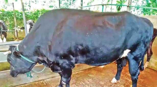 এই ষাঁড়টির দাম শুনলে হতবাক হয়ে যাবেন