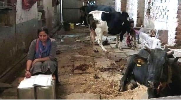 গোয়ালঘর থেকে বিচারক, প্রথম চেষ্টাতেই স্বপ্নপূরণ দুধওয়ালার মেয়ের