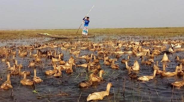 ডিম বেচেই কোটিপতি এজাহারুন
