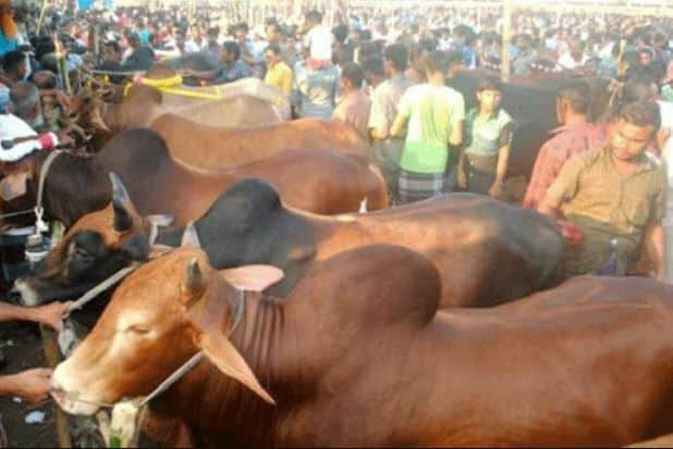 ঢাকা দক্ষিণের যেসব স্থানে বসবে কোরবানির পশু হাট