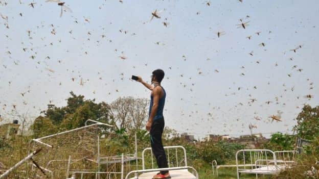 এবার দিল্লিতে মহাবিপদ, আকাশ ছেয়ে গেছে ঝাঁক ঝাঁক পঙ্গপালে