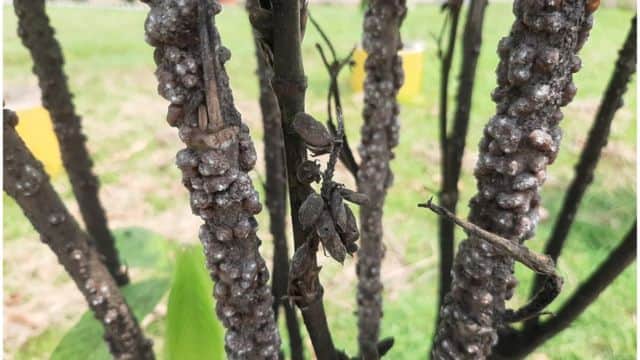 অর্থকরী ফসল লাক্ষার চাষ বাংলাদেশে কমছে কেন