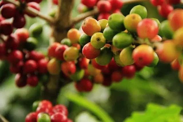 কফির রাজ্য
