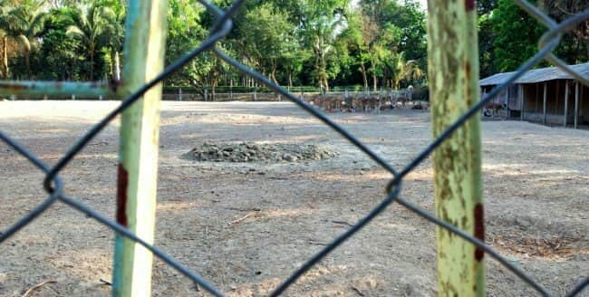 রাজশাহী চিড়িয়াখানায় চারটি হরিণ খেল ক্ষুধার্থ পাঁচ কুকুর