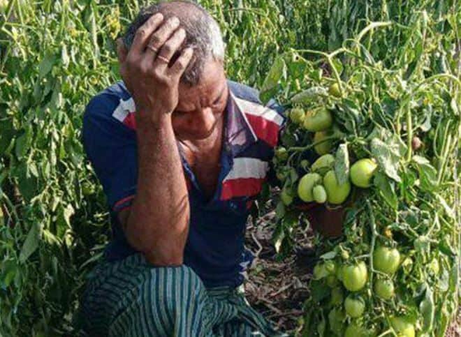 টমেটো গাছের সঙ্গে শত্রুতা, অসহায় কৃষকের স্বপ্নভঙ্গ