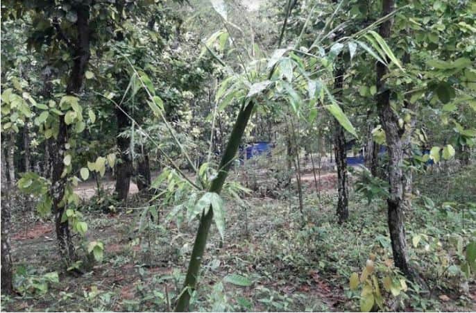 শালবনে বাঁশ বাগান, বিপাকে উপকারভোগীরা