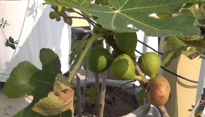 কোরআনে বর্ণিত ত্বীন ফল এখন সাতক্ষীরার ছাদবাগানে
