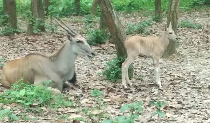 গাজীপুরে সাফারি পার্কে জেব্রা ও কমনইলান্দ শাবকের জন্ম