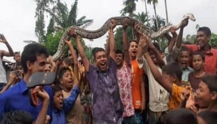 জামালপুরে অজগর সাপ মেরে উল্লাস