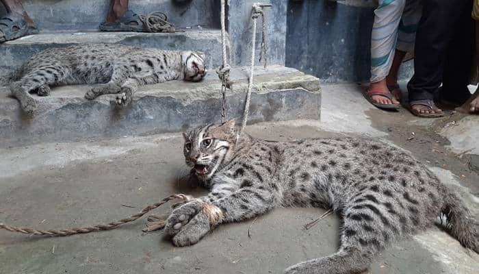 চাটমোহরে ২ মেছোবাঘ ধরল গ্রামবাসী, পিটুনিতে একটির মৃত্যু