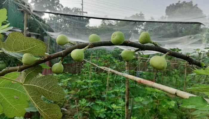 গাজীপুরে চাষ হচ্ছে মরুভূমির মিষ্টি ফল ত্বীন
