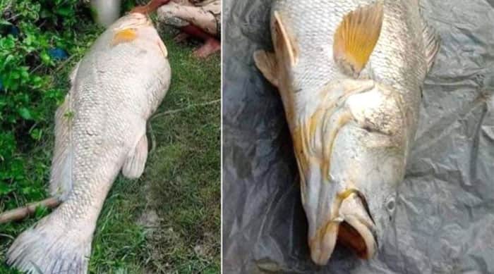 ৫২ কেজির ভোলা ভেটকি ধরে রাতারাতি লাখপতি বৃদ্ধা!