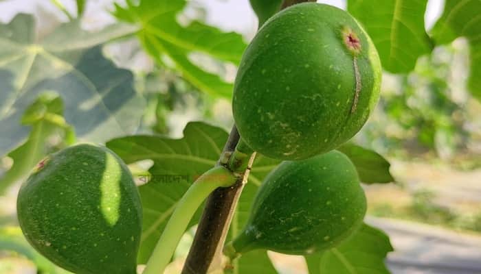 কোরআনে বর্ণিত ত্বীন ফল এখন নবাবগঞ্জে
