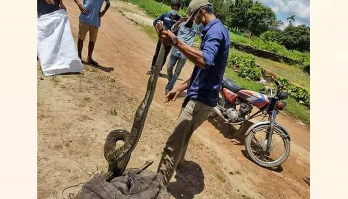 চট্টগ্রামে মাছ ধরার জালে ১৪ ফুট লম্বা অজগর