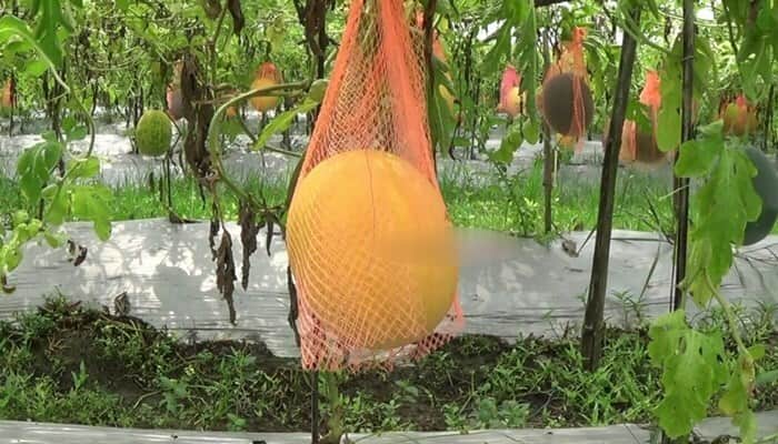 মাচায় রং-বেরংয়ের তরমুজ চাষে কৃষকের সাফল্য