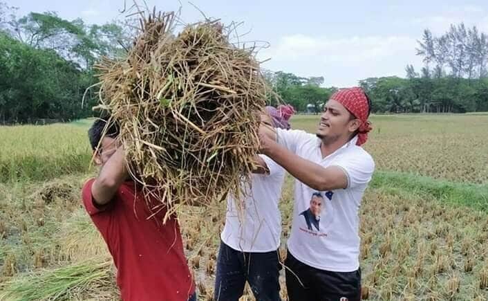 কৃষকের ধান কেটে বাড়ি পৌঁছে দিয়েছে নোবিপ্রবি ছাত্রলীগ