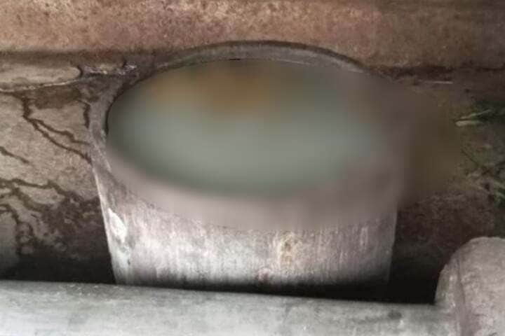 গরুর খাবারের গামলায় নবজাতকের মরদেহ