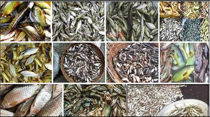 মৎস্য গ্রাম