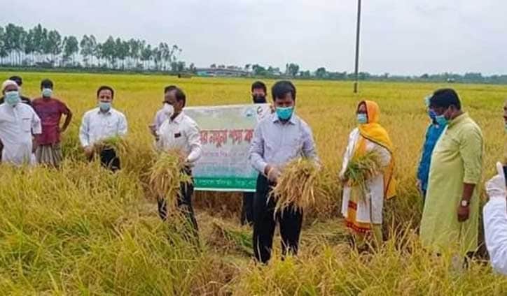 নাটোরে কৃষকের ধান কেটে দিলেন ডিসি