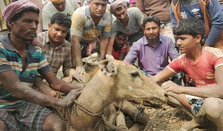 ভারত থেকে ভেসে এলো হরিণ