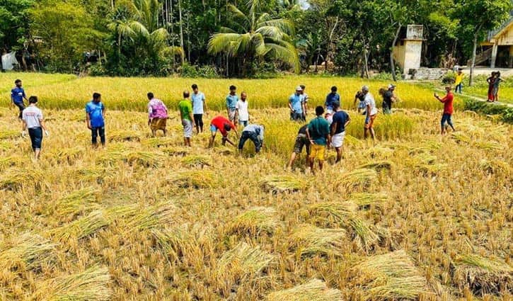 দরিদ্র কৃষকের ধান কেটে ঘরে তুলে দিলো ছাত্রলীগ