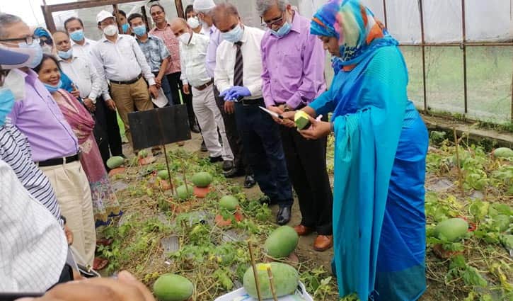 তরমুজের দুটি জাত উদ্ভাবন করলো বারি