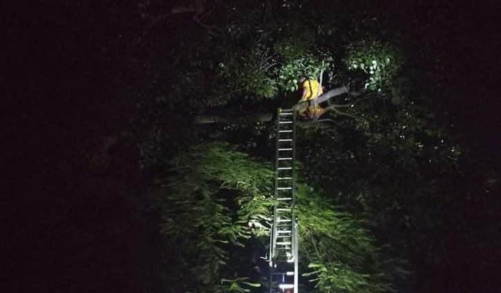 গাছ বেয়ে উঁচু ডালে মধ্যবয়সী নারী, নামালো ফায়ার সার্ভিস