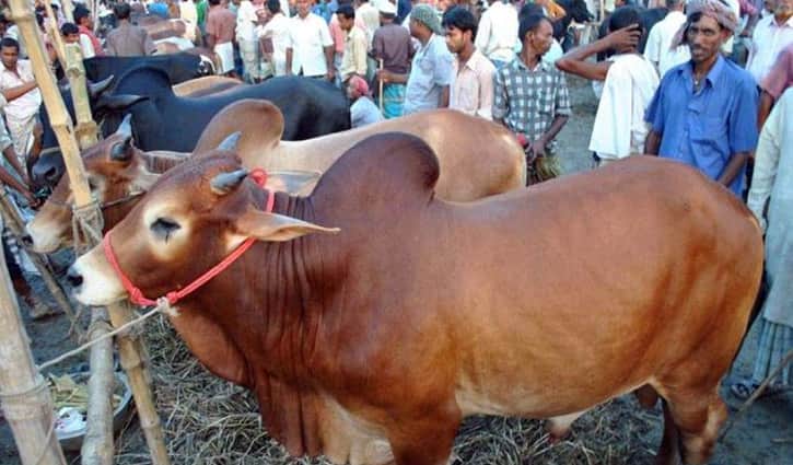 গরু