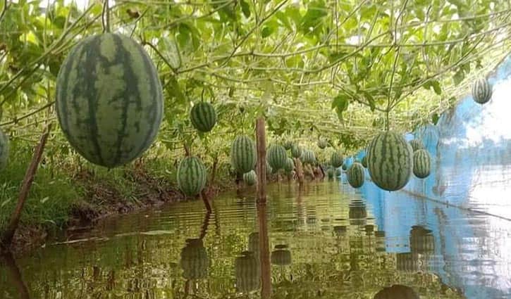 ঘেরের আইলে অসময়ে তরমুজ চাষ