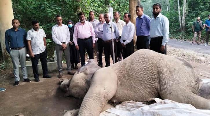 ট্রেনের ধাক্কায় হাতি