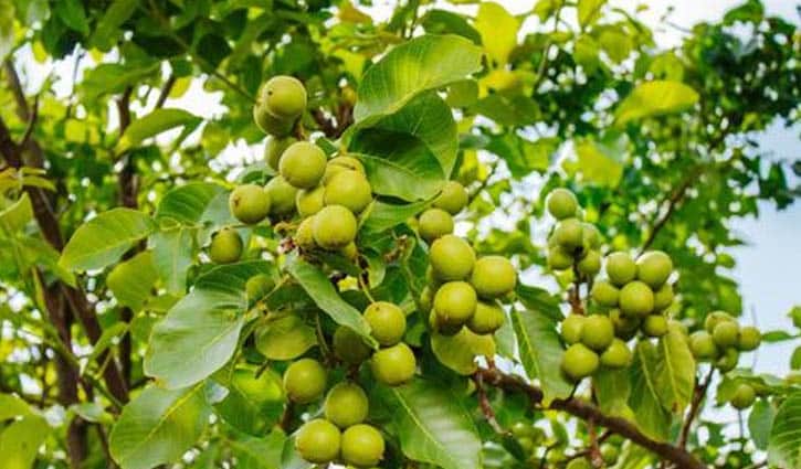 ম্যানচিনিল