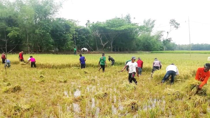 নেত্রকোনায় কৃষকের ধান কেটে দিল ছাত্রলীগ নেতাকর্মীরা
