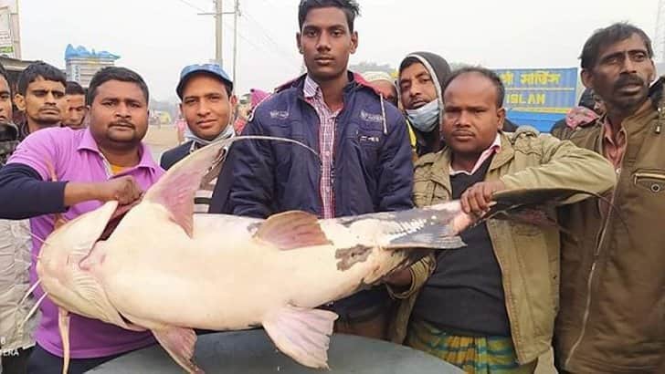 পদ্মায় জেলের জালে ৩৪ কেজির বাগাড়