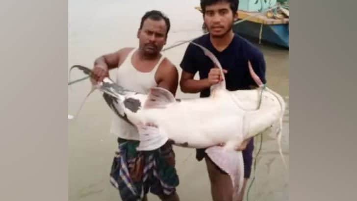 ৪৫ হাজার টাকায় বিক্রি হলো ৩৫ কেজি বাঘাইড়