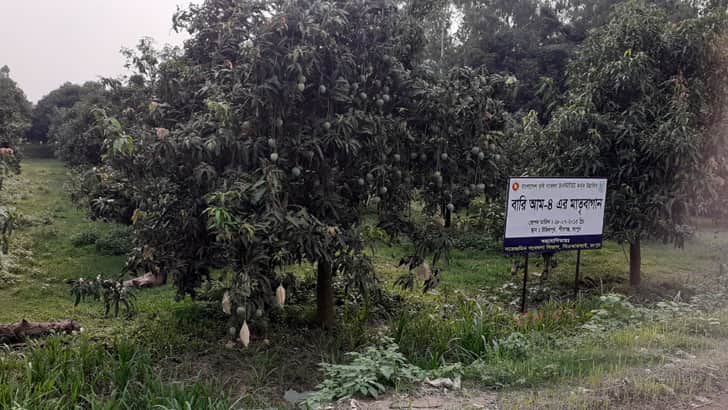 প্রধানমন্ত্রীর আম গাছের বাগান