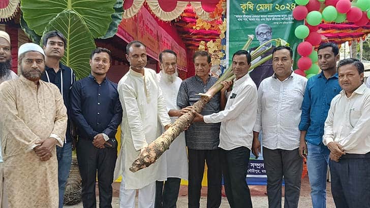কচুতে আঁচড় দিলে দুধ বের হয়, কাটলে হলুদ!
