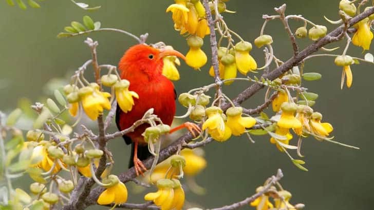 The honeycreeper