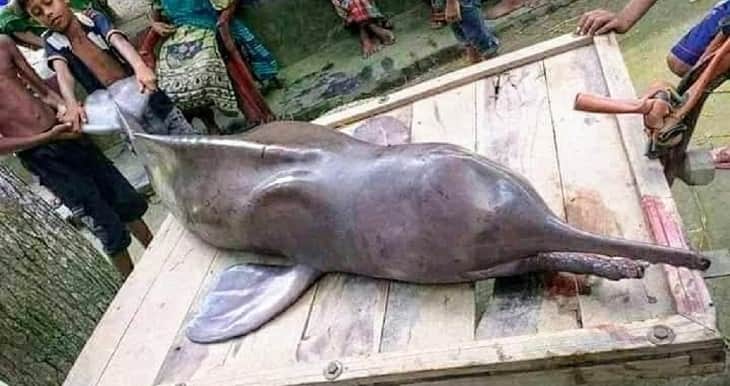 মানিকগঞ্জে ডলফিন কেটে বাজারে বিক্রি