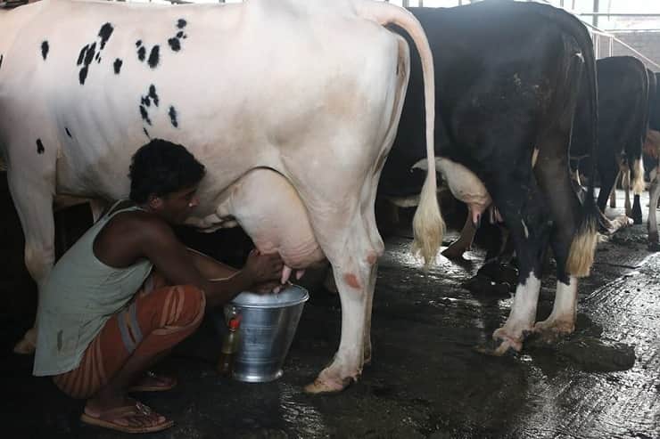 দুধের লিটার ১০ টাকা