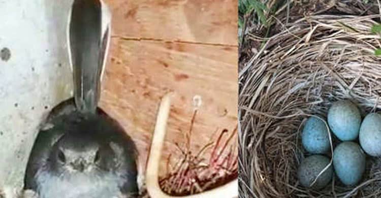 পাখির বাসা বাঁচাতে পুরো গ্রামবাসীর দৃষ্টান্তমূলক সিদ্ধান্ত