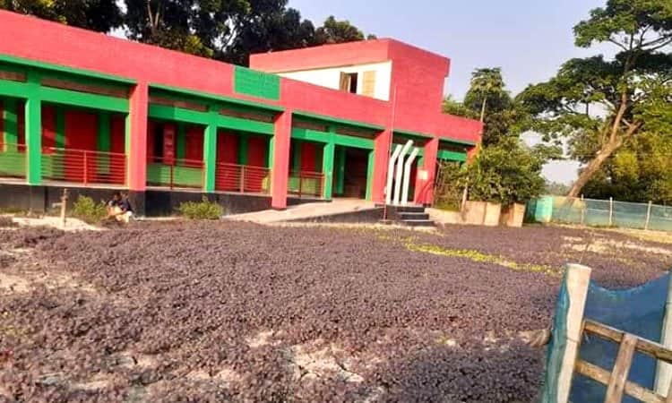 করোনায় বন্ধ শিক্ষাপ্রতিষ্ঠান, স্কুল প্রাঙ্গণে লালশাক চাষ করছেন প্রধান শিক্ষক