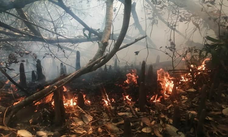 বৃষ্টিতে রক্ষা পেল সুন্দরবন, ৩০ ঘন্টা পর আগুন নিয়ন্ত্রণে