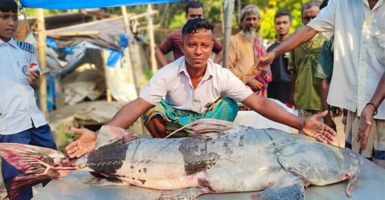 বাঘাইড়