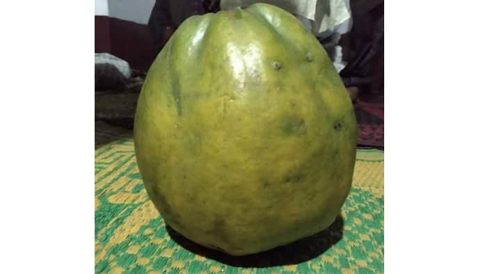 একটি পেঁপের মূল্য ১ লাখ ৬৯ হাজার টাকা পেঁপে