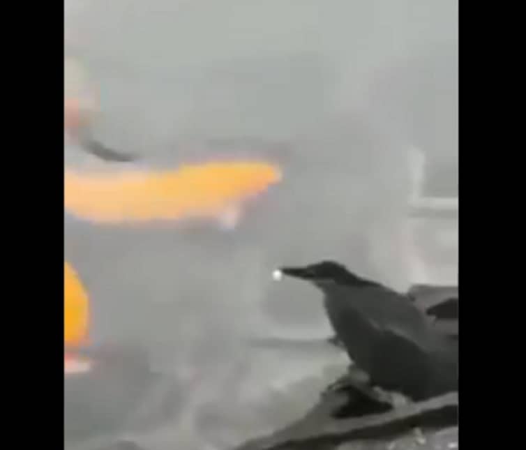 মাছ ধরতে টোপ ফেলছে পাখি! (ভিডিও)